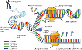 Course Image BIOCHEMISTRY FOR NURSING || Fall22 fall23