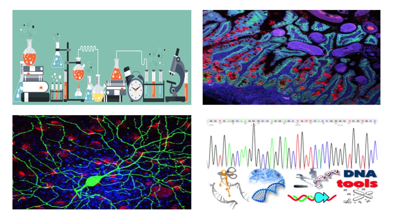 Course Image Molecular Biology and Principles of Molecular Genetics||fall23