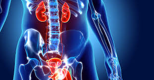 Course Image Uro-reproductive system Fall22 fall23