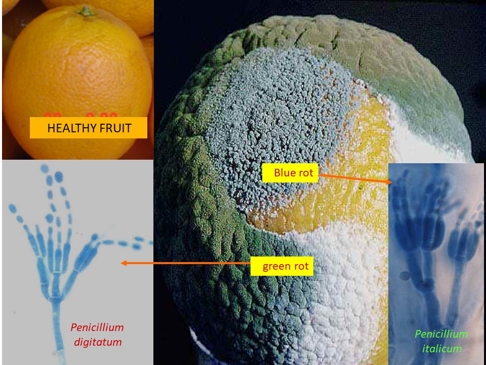 Course Image Applied Mycology || Fall22 fall23