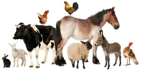 Course Image Introduction to animal science || Fall24