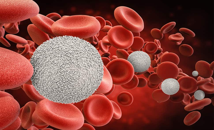Course Image VETERINARY HEMATOLOGY || Fall24