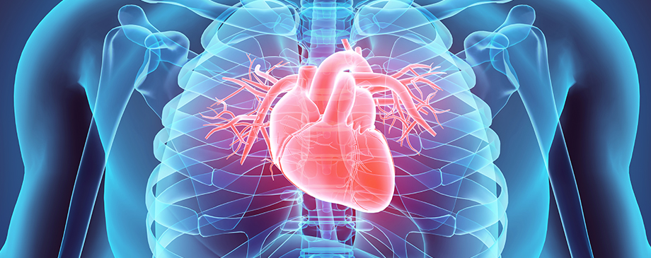 Course Image Anatomy & Physiology II Fall24
