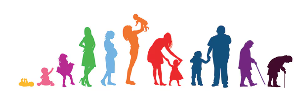 Course Image Life Cycle Nutrition - Fall 2024