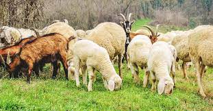 Course Image Sheep and goat Production || Spring25