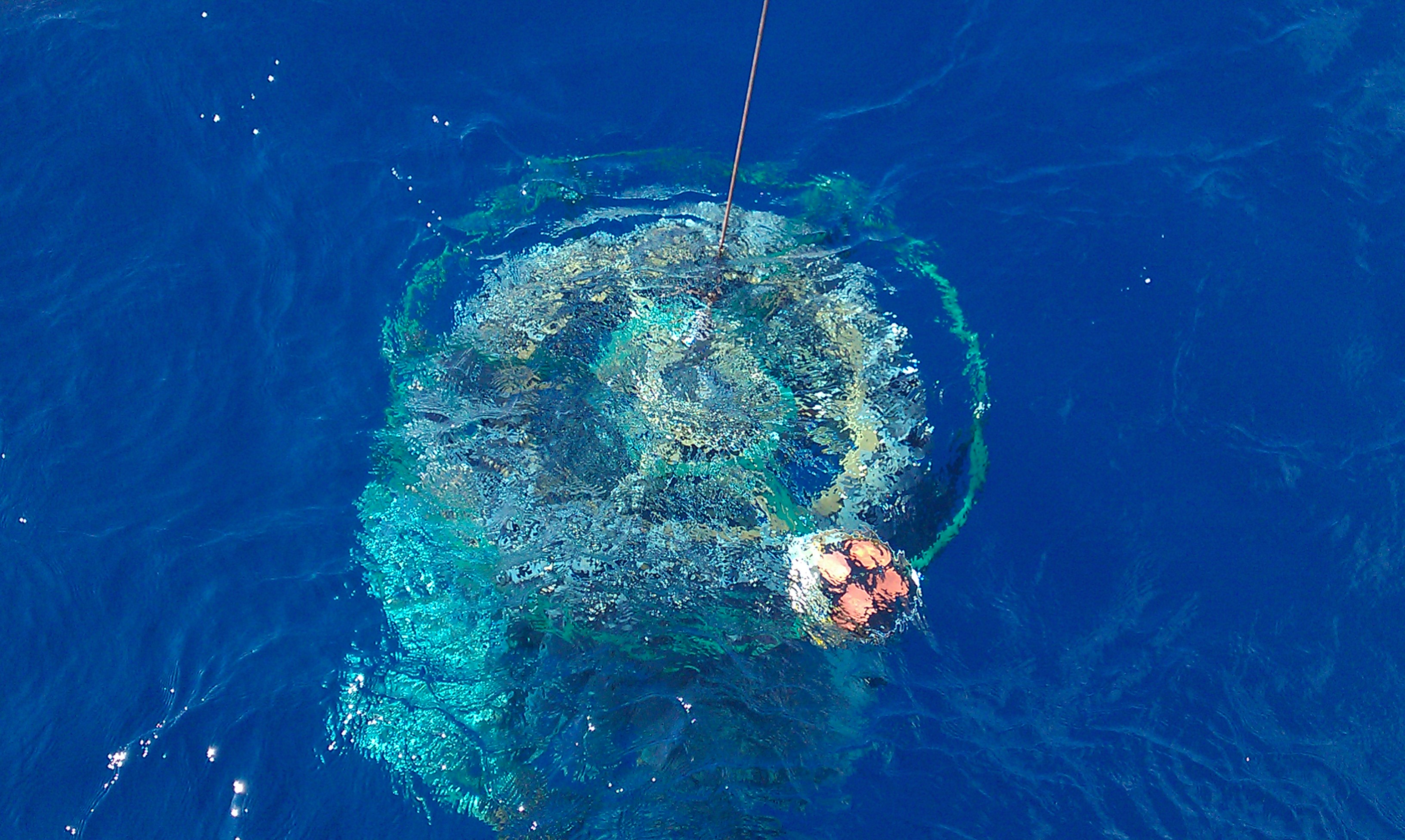 Course Image Marine Biology Spring 24 spring25