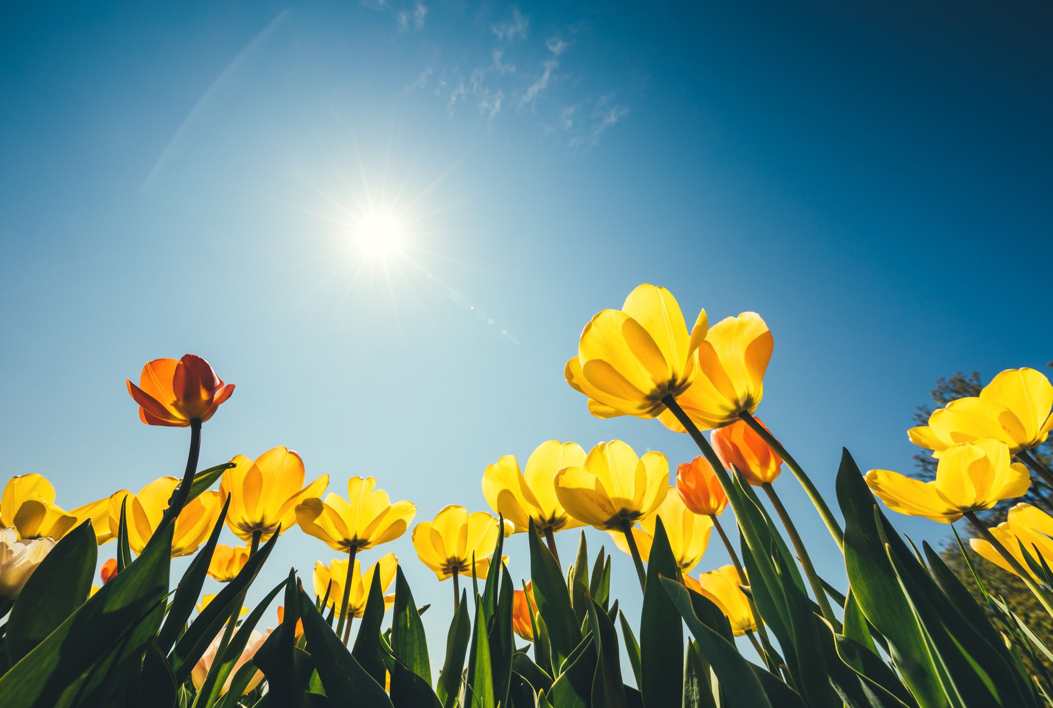 Course Image LANC2161: English for Engineering 2_Spring25
