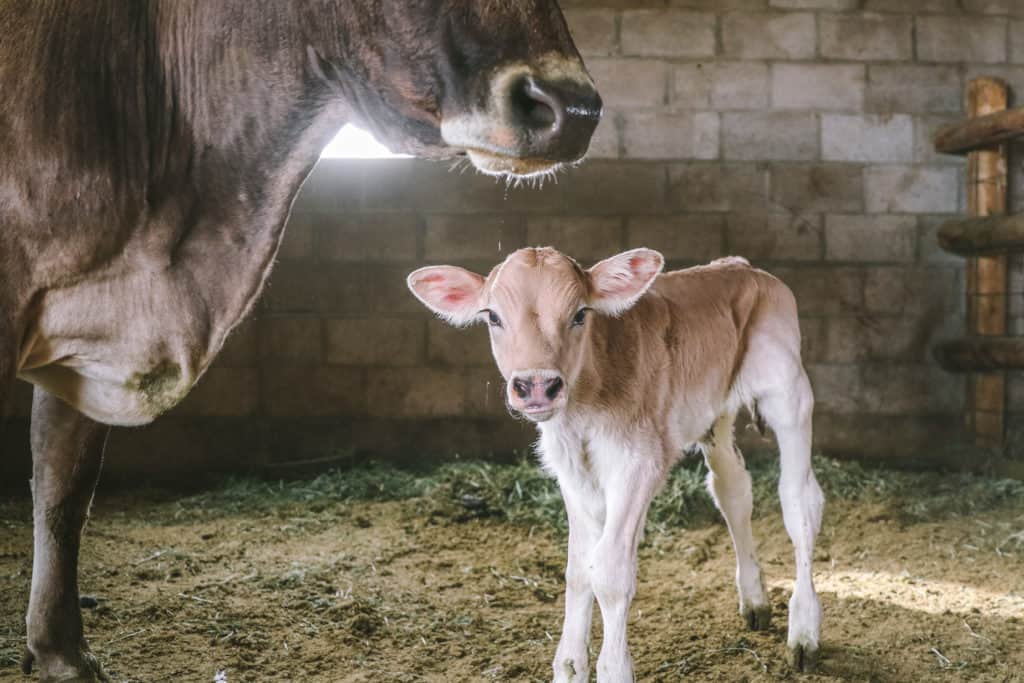 Course Image Advanced Environmental and Reproductive Physiology Spring25