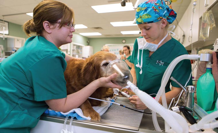 Course Image Diagnostic Imaging and Anesthesiology  ||Spring25