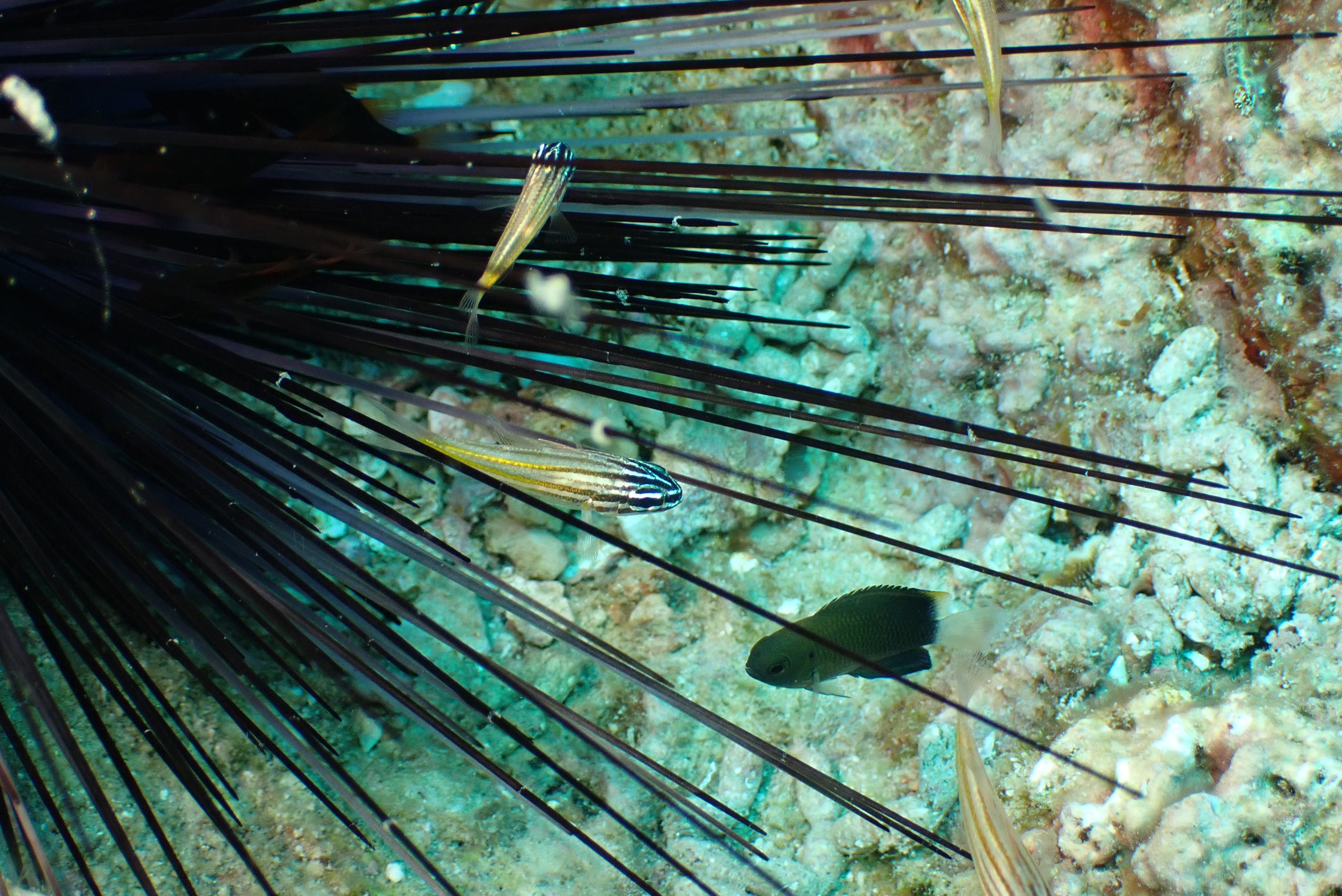Course Image Marine Biology - Fall24 fall25