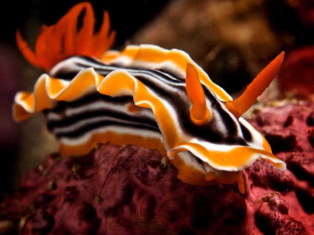Course Image Marine Invertebrate Zoology || Fall22 fall23 fall24 fall25