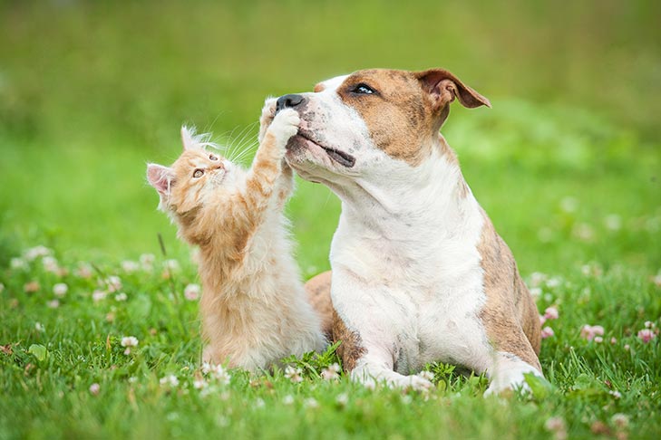 Course Image DISEASES OF SMALL & LABORATORY ANIMALS Fall24 fall25