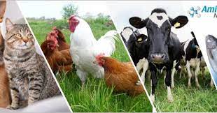 Course Image Animal nutrition || Fall24 fall25