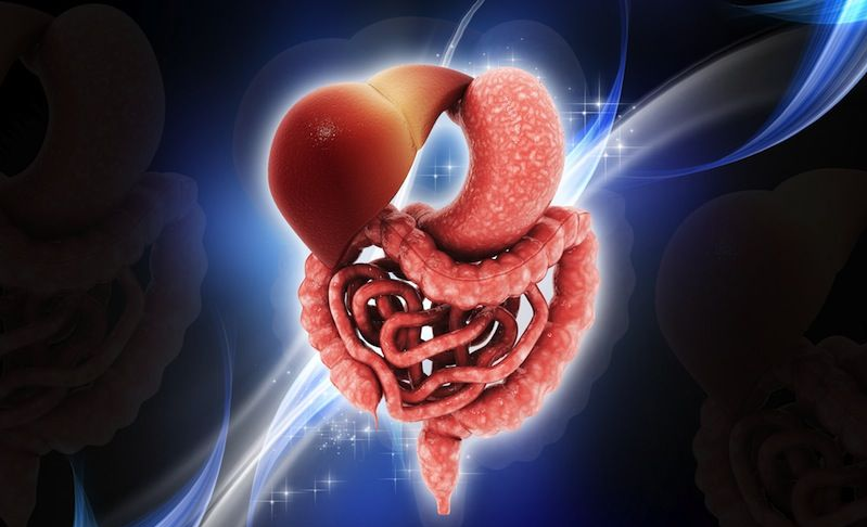 Course Image Alimentary System|| Fall24 fall25