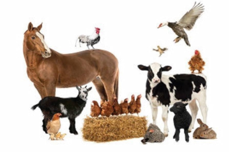 Course Image Introduction to animal science - Spring25 spring26