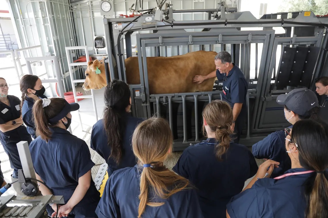 Course Image LARGE ANIMAL HEALTH ROTATION I Spring25 spring26
