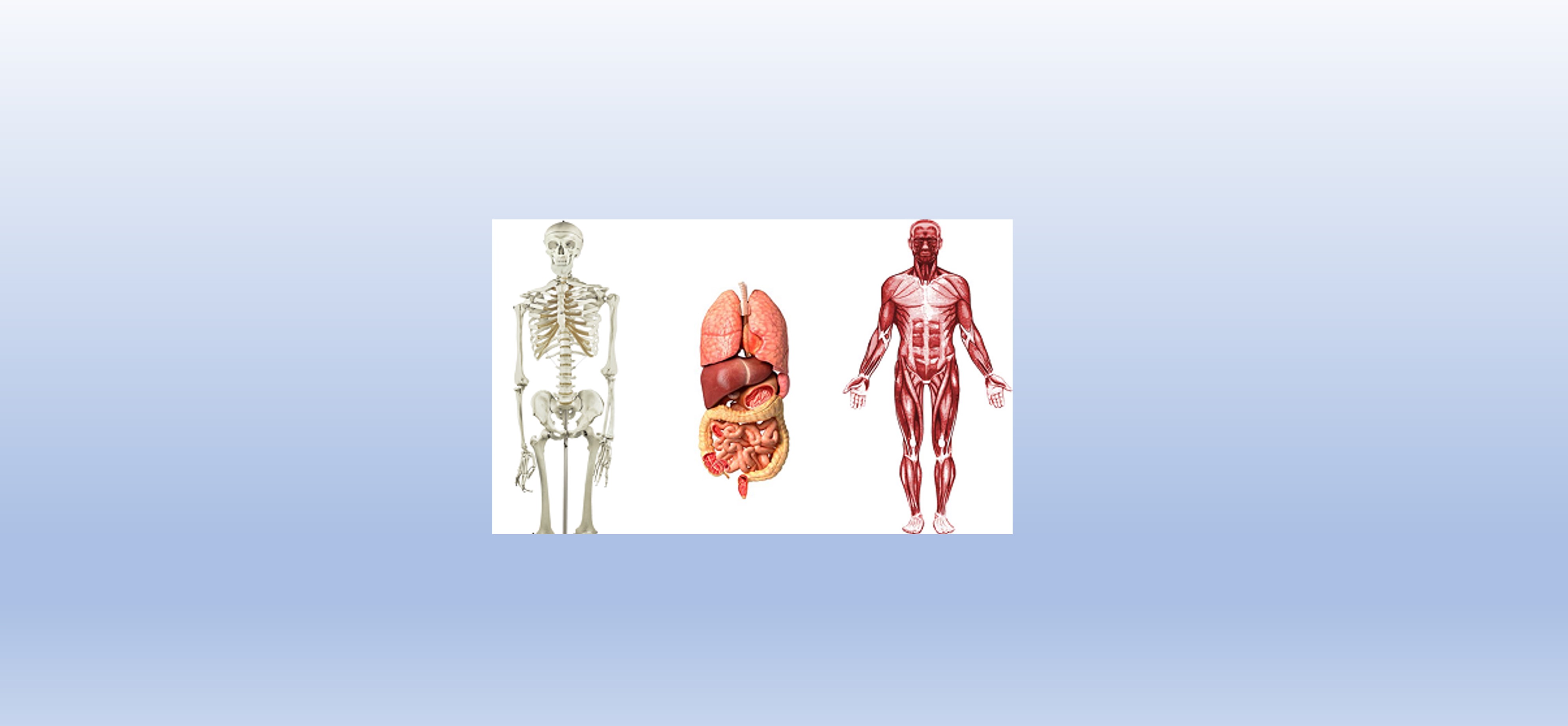 Course Image Introduction to Human Anatomy || Spring26