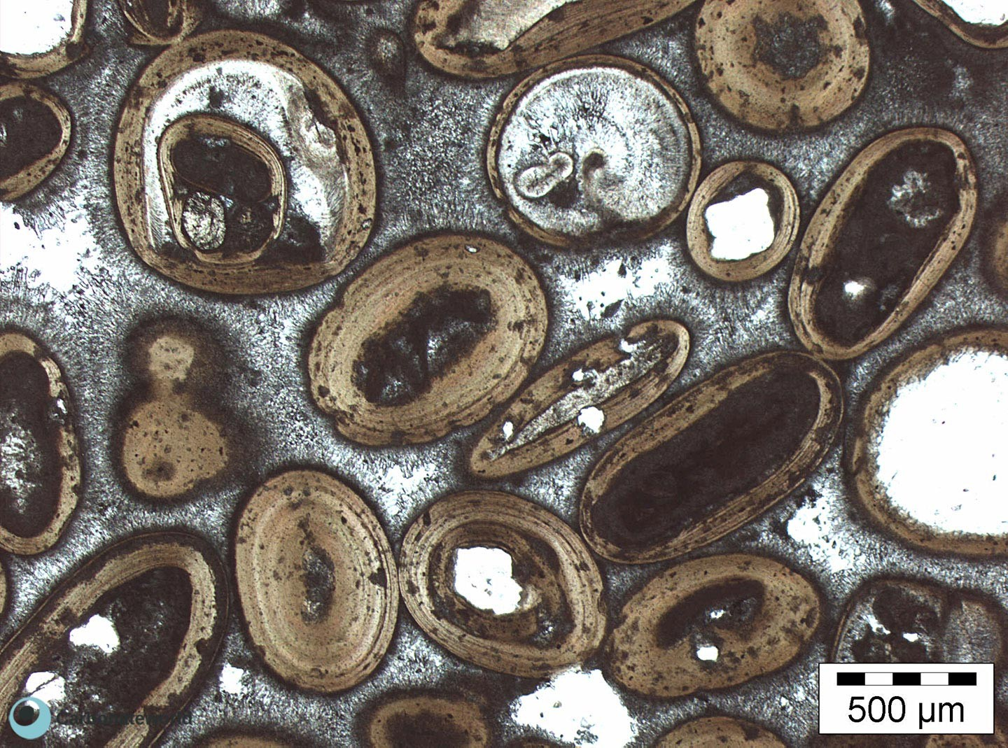Course Image Sedimentary Petrology Spring26 