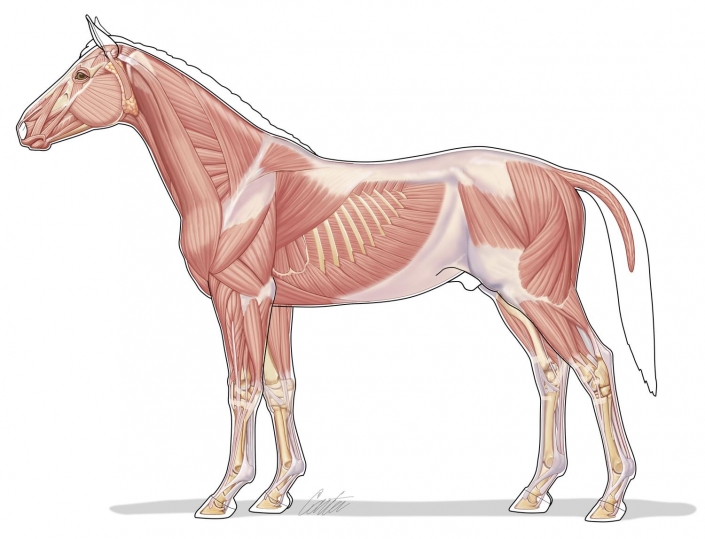 Course Image VETERINARY ANATOMY I Spring26