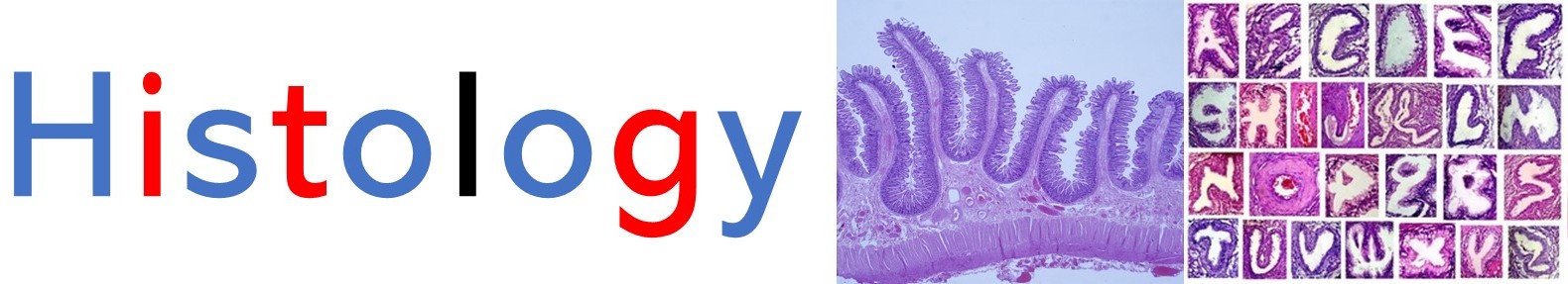 Course Image VETERINARY HISTOLOGY I Spring26