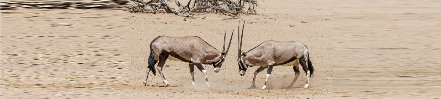 Course Image Behavioral Ecology - Spring26